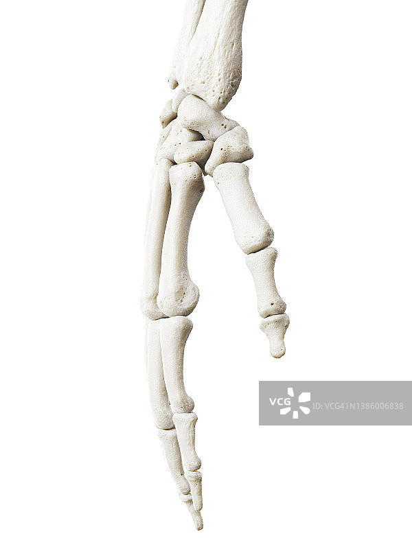 手骨插图图片素材