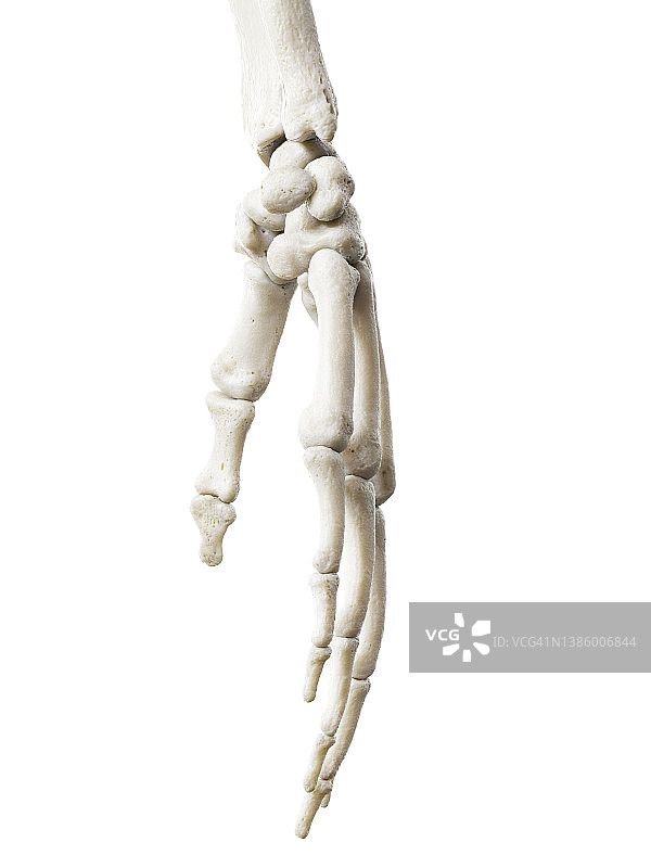手骨插图图片素材