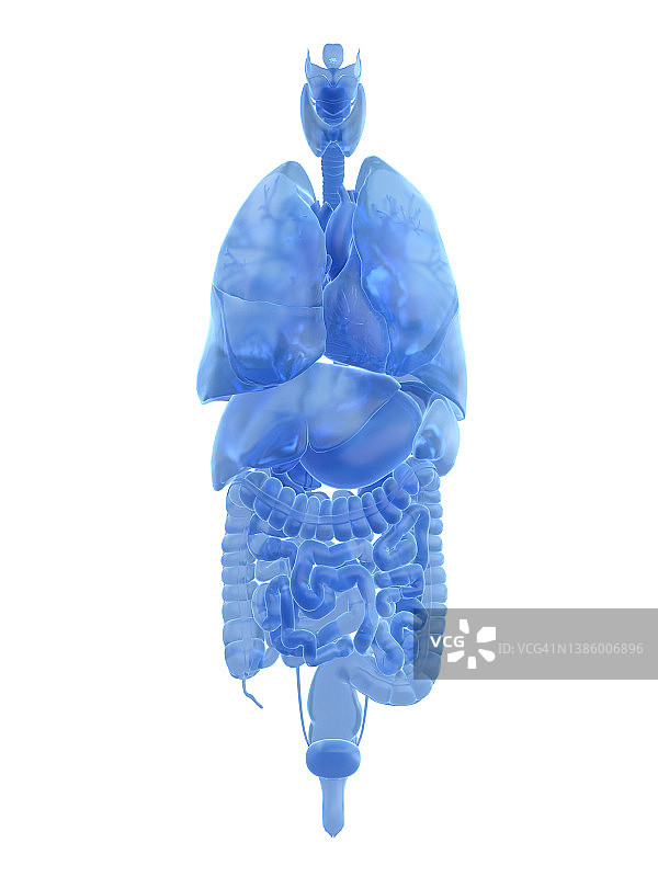 人体器官，图示图片素材