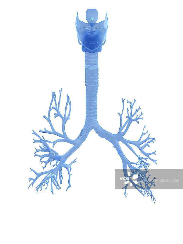 支气管插画图片素材
