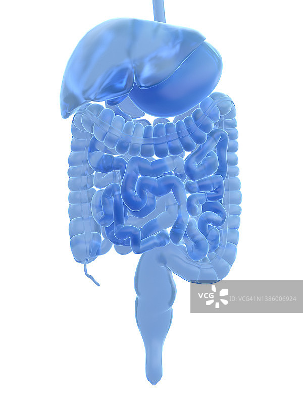 消化系统图示图片素材