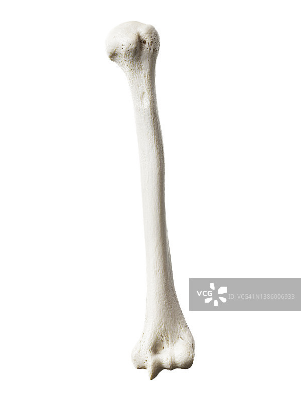 肱骨图示图片素材