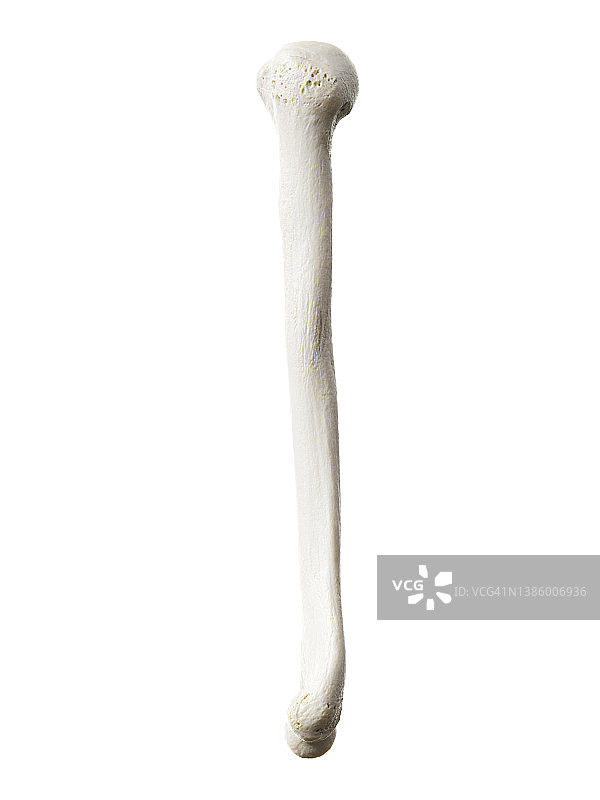 肱骨图示图片素材