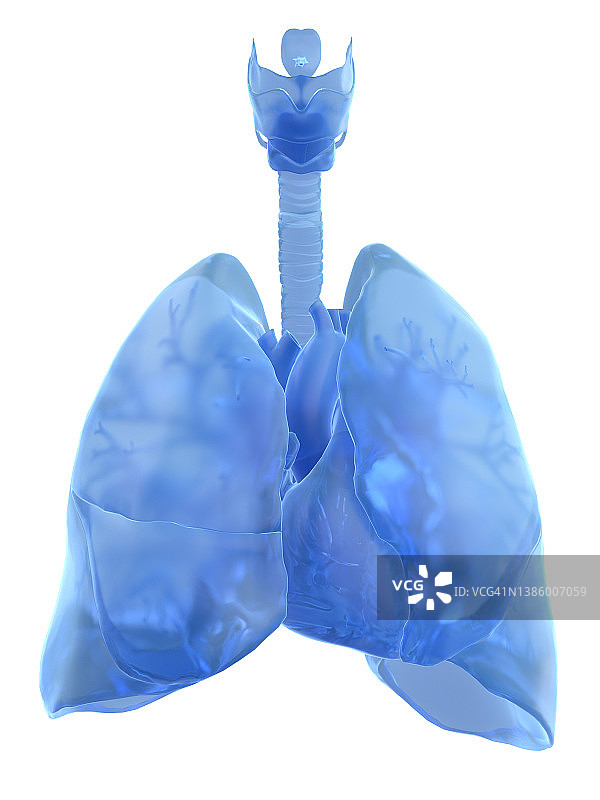 肺部插画图片素材