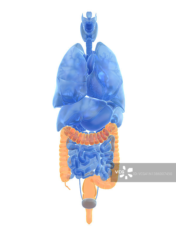 结肠插画图片素材
