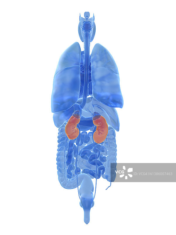肾脏，图示图片素材