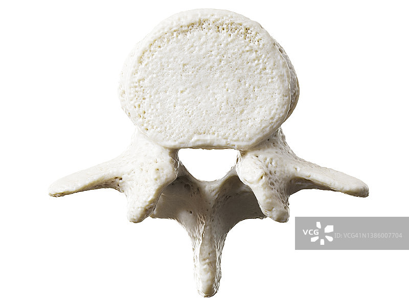 腰椎图示图片素材