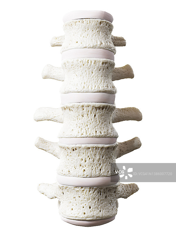 腰椎插图图片素材