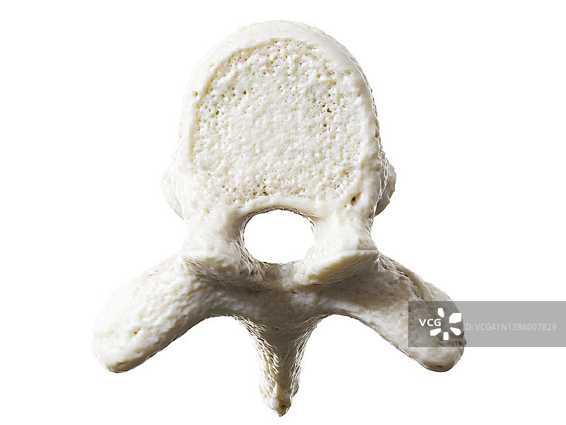 胸椎图示图片素材