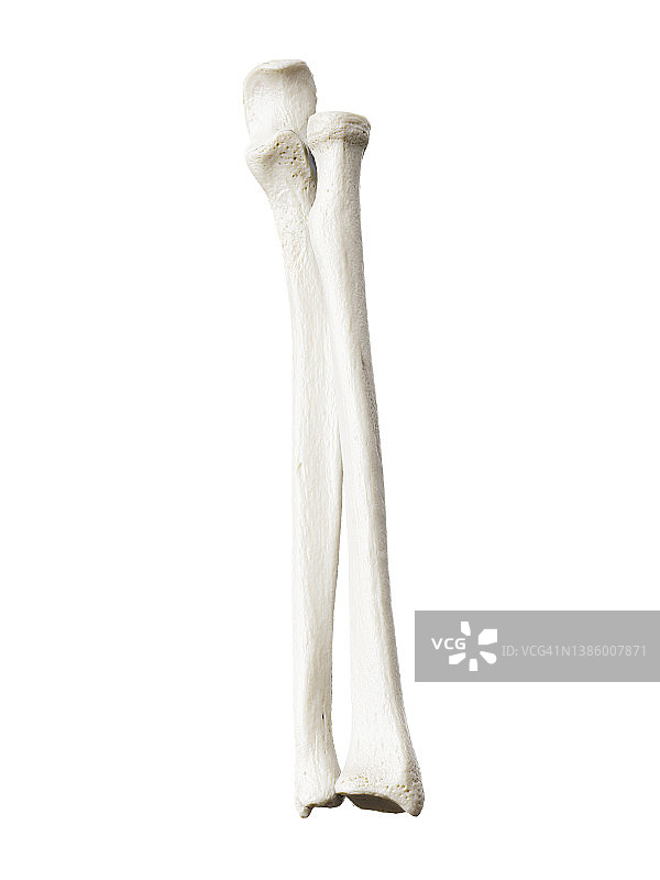 尺骨和桡骨图示图片素材