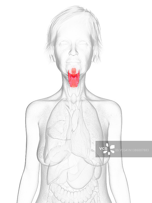 老妇人的喉部插图图片素材