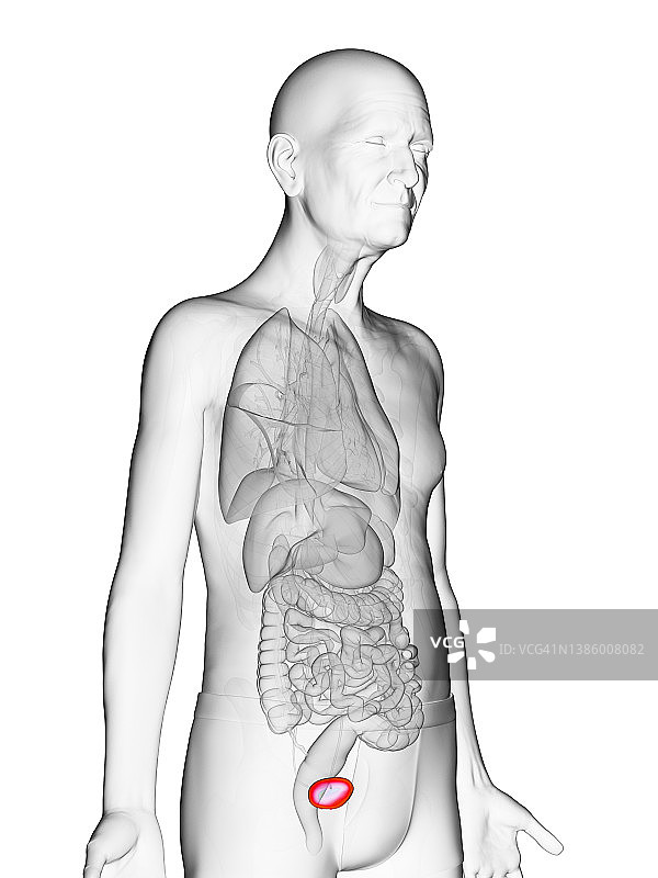 老年男性的膀胱示意图图片素材