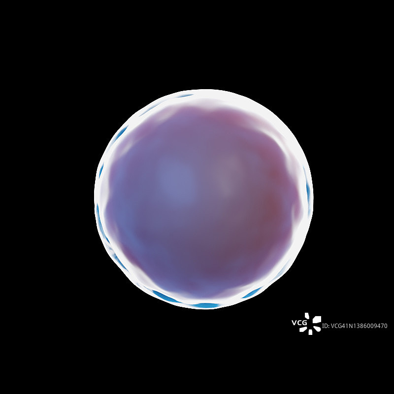 受精卵细胞，图示图片素材