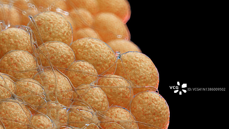 脂肪细胞图图片素材