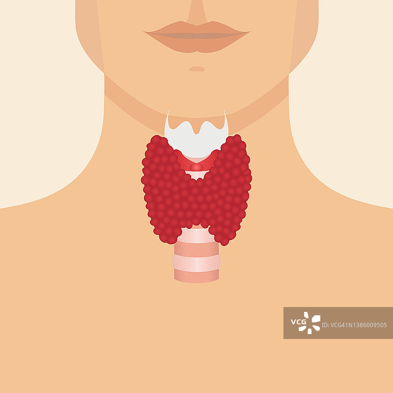 甲状腺、插图图片素材