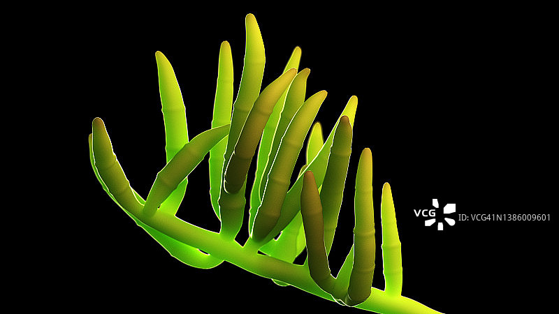 青霉插画图片素材