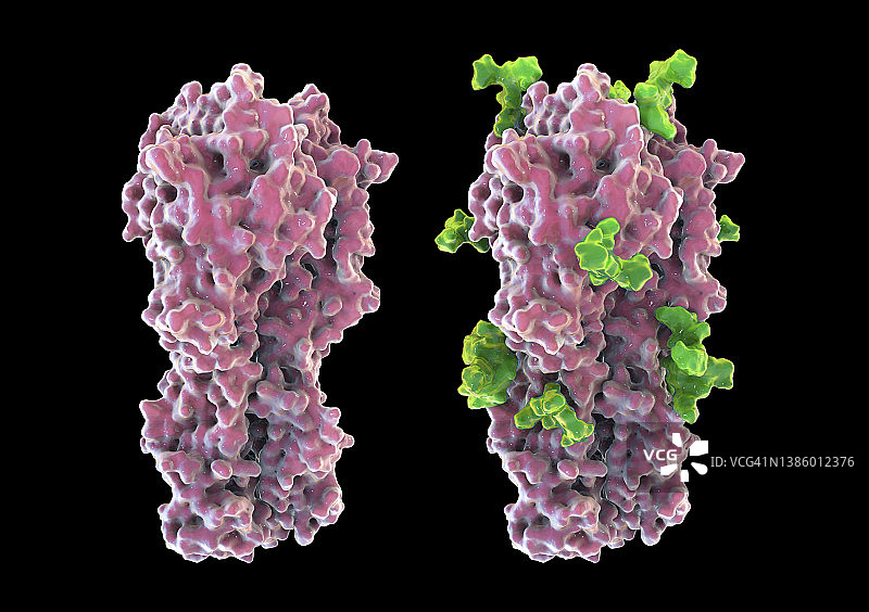 1968年H3N2型流感病毒的血凝素图解图片素材