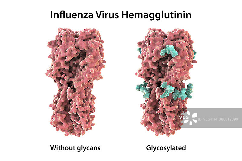 H7N9型流感病毒血凝素示意图图片素材