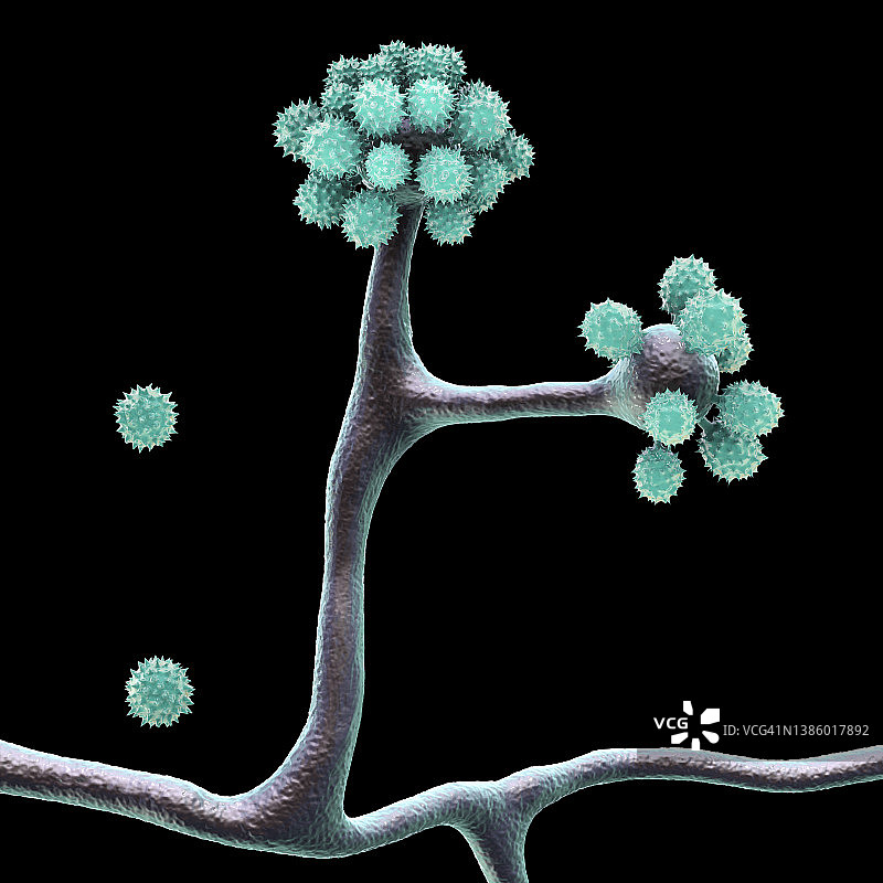 拟青霉菌插图图片素材
