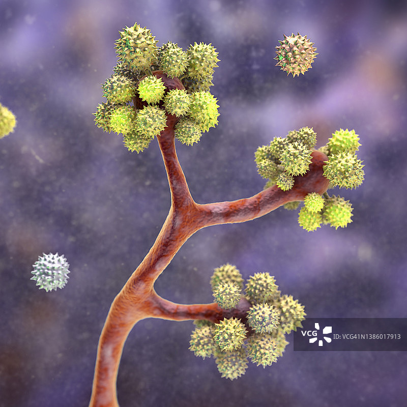 拟青霉菌插图图片素材