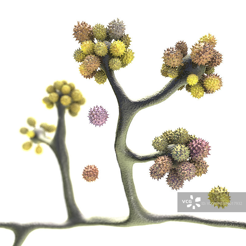 拟青霉菌插图图片素材