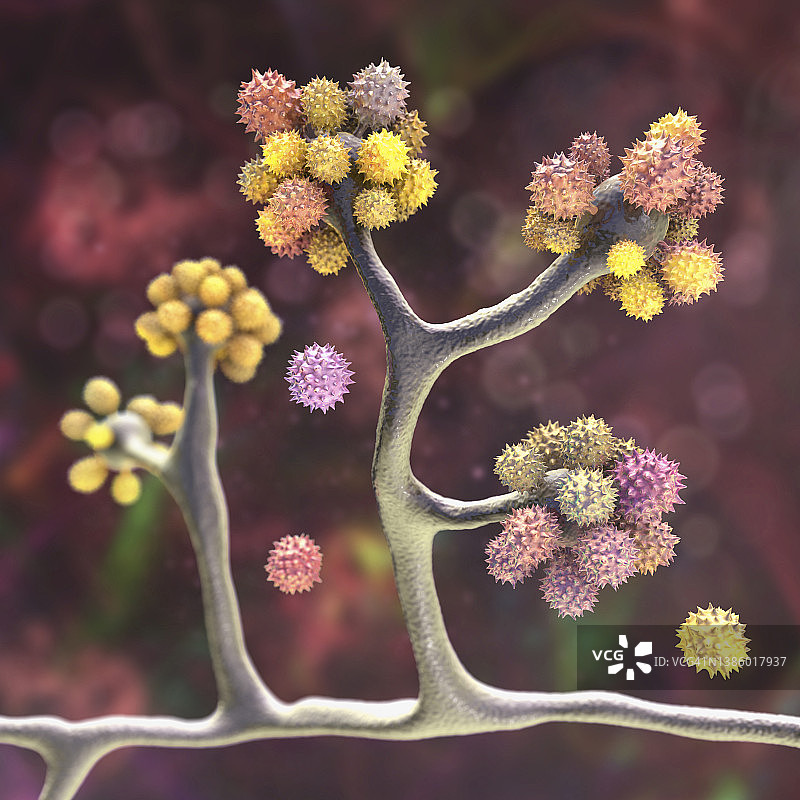 拟青霉菌插图图片素材