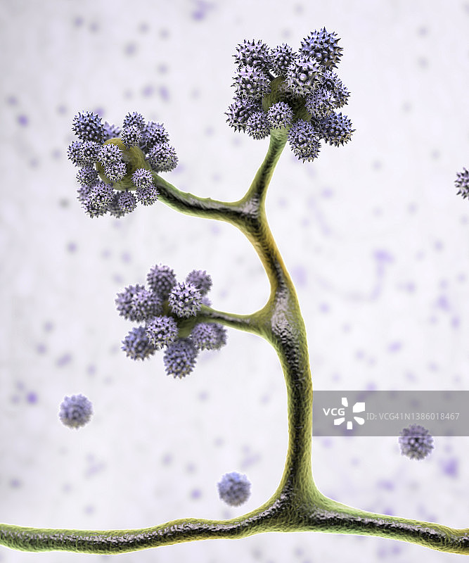 拟青霉菌插图图片素材