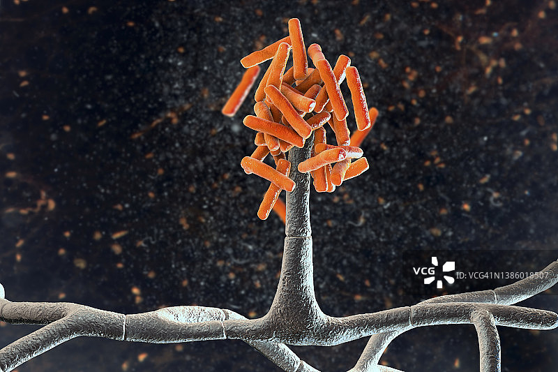 Hormographiella真菌，插图图片素材