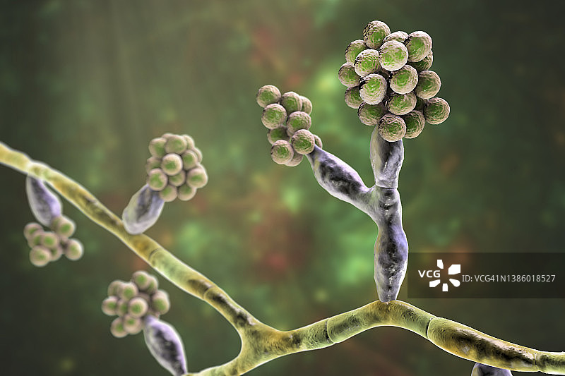 马杜雷拉真菌插图图片素材