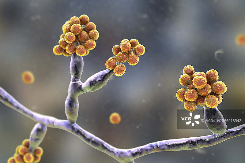 马杜雷拉真菌插图图片素材