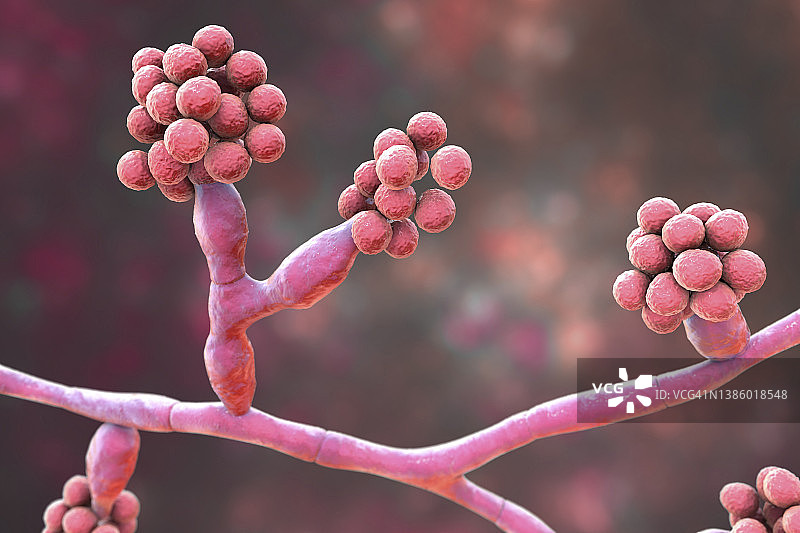 马杜雷拉真菌插图图片素材