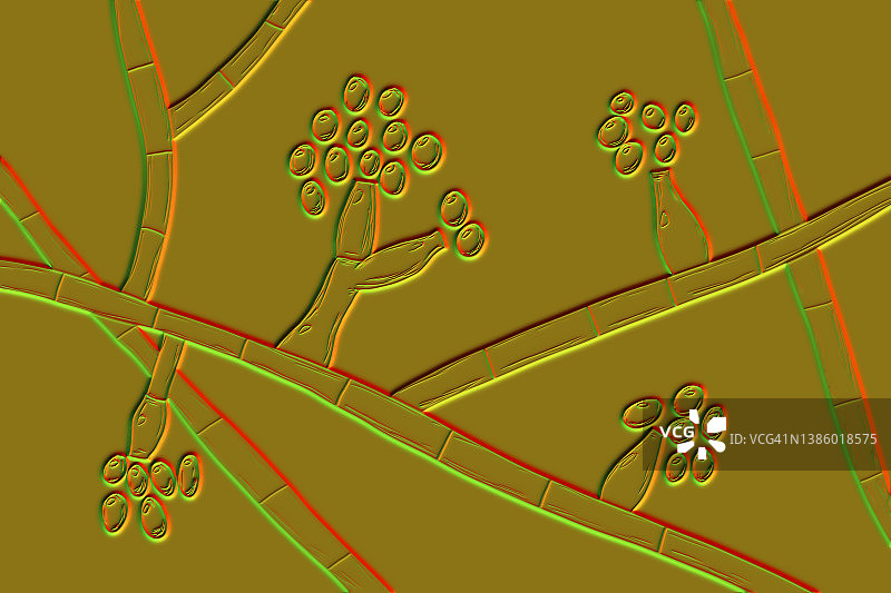 马杜雷拉真菌插图图片素材