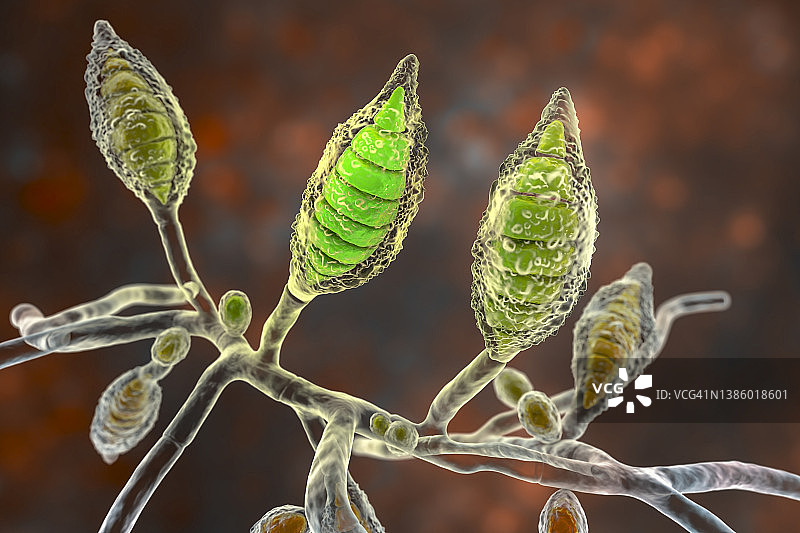 犬小孢子菌插图图片素材