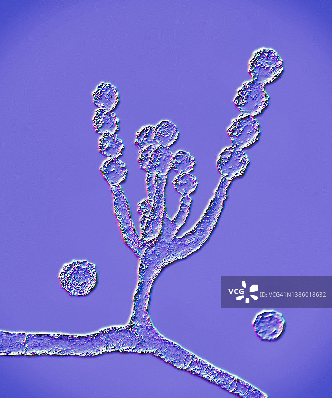 短帚霉真菌插画图片素材