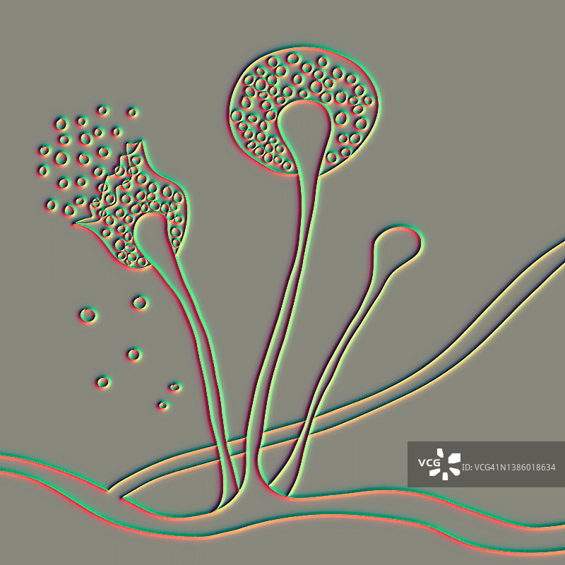 毛霉菌，图示图片素材