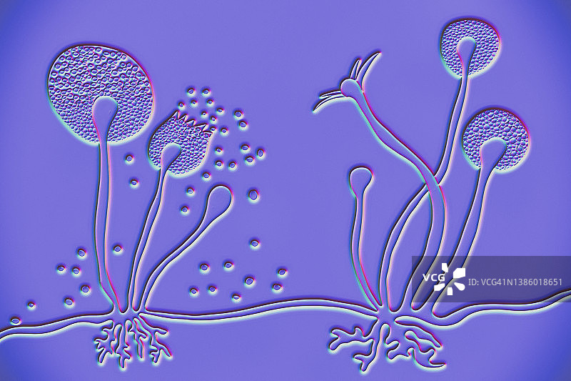 根霉菌插图图片素材
