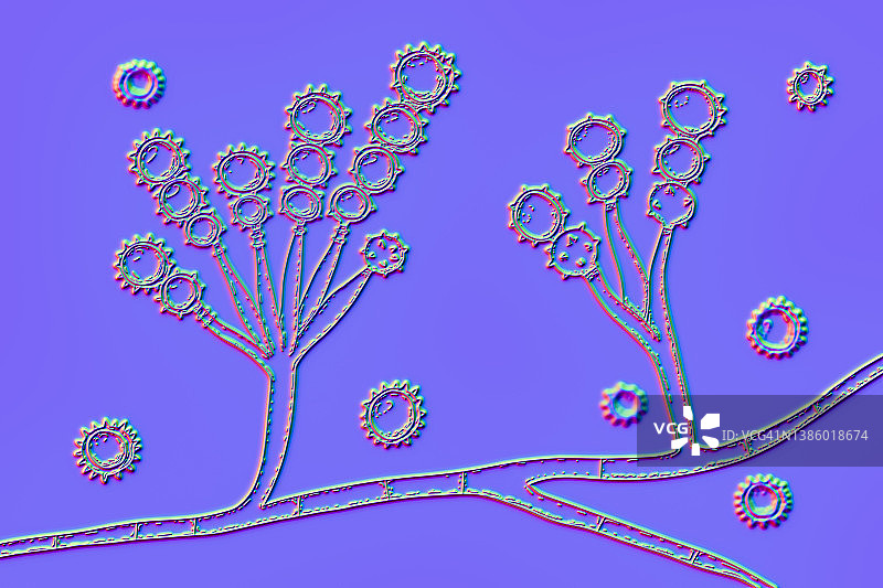 短帚霉真菌插画图片素材