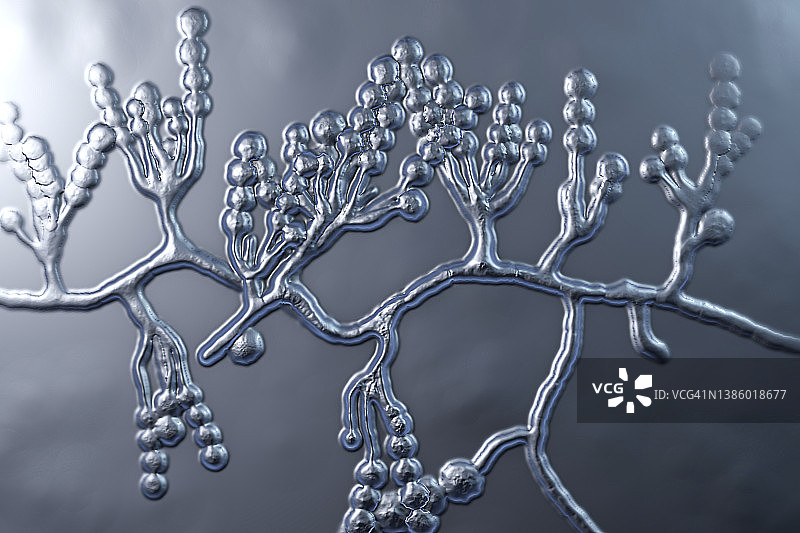 短帚霉真菌插画图片素材