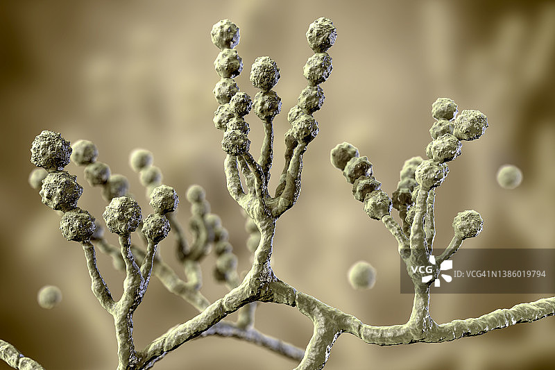 短帚霉真菌插画图片素材