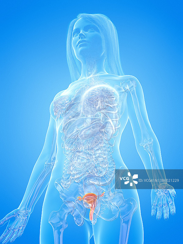 人类子宫，图示图片素材