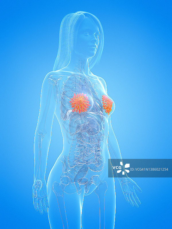 人类乳腺插图图片素材