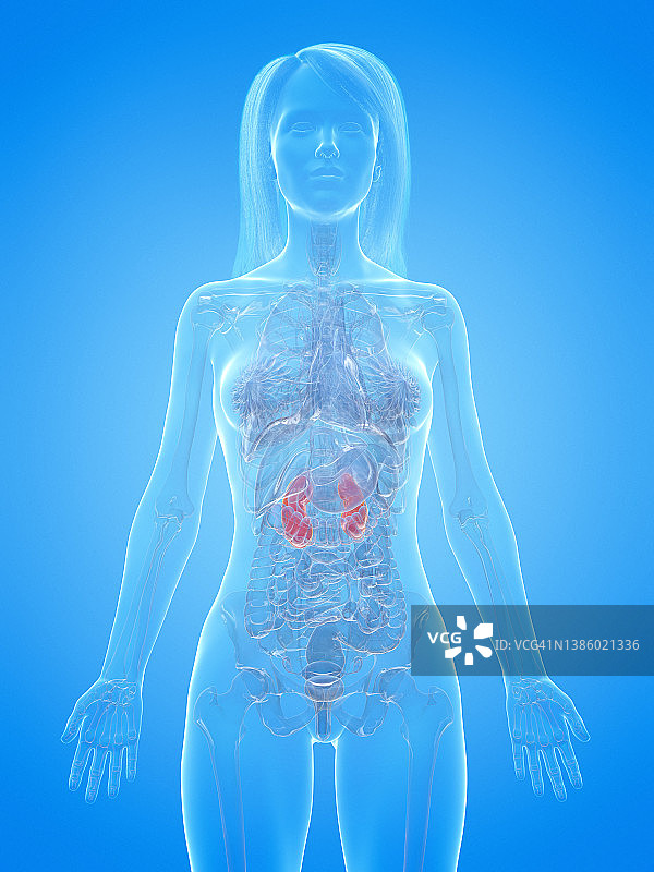 人体肾脏图图片素材