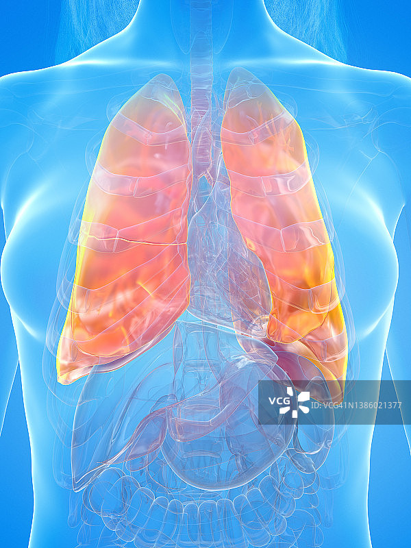 人类肺部插图图片素材