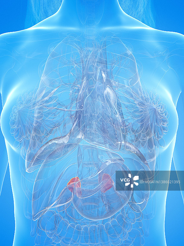 人体肾上腺插图图片素材
