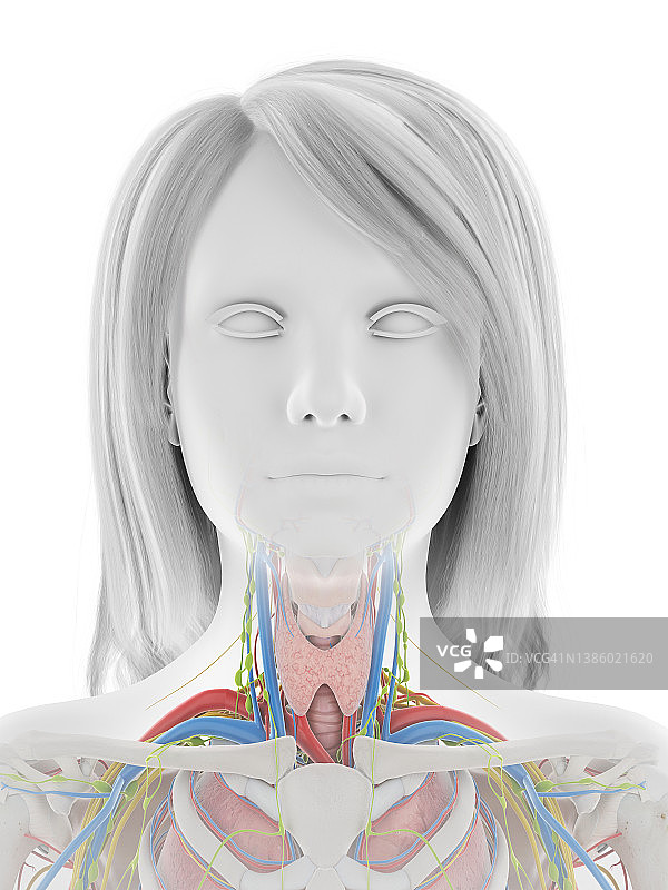 人体解剖学、插图图片素材