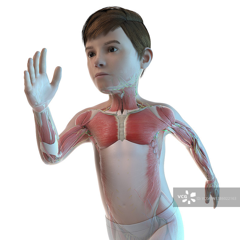 男孩肌肉插画图片素材