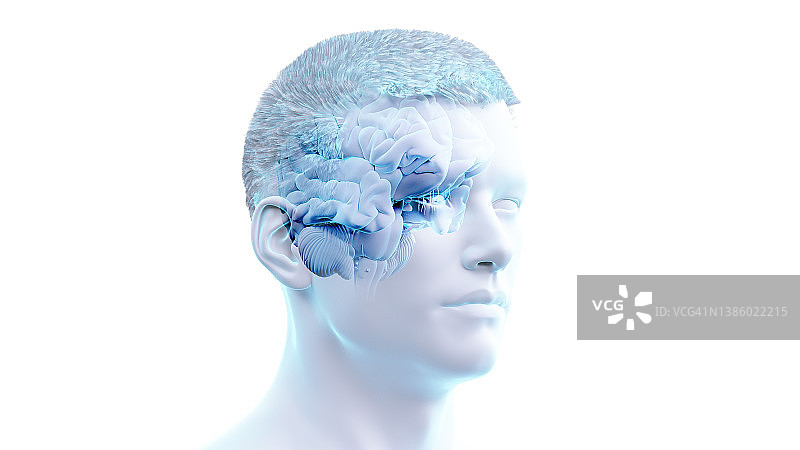 人脑示意图图片素材