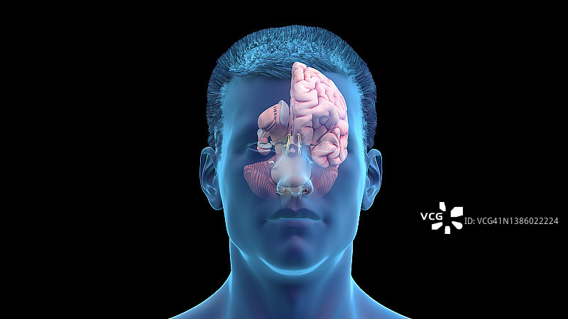 人脑示意图图片素材