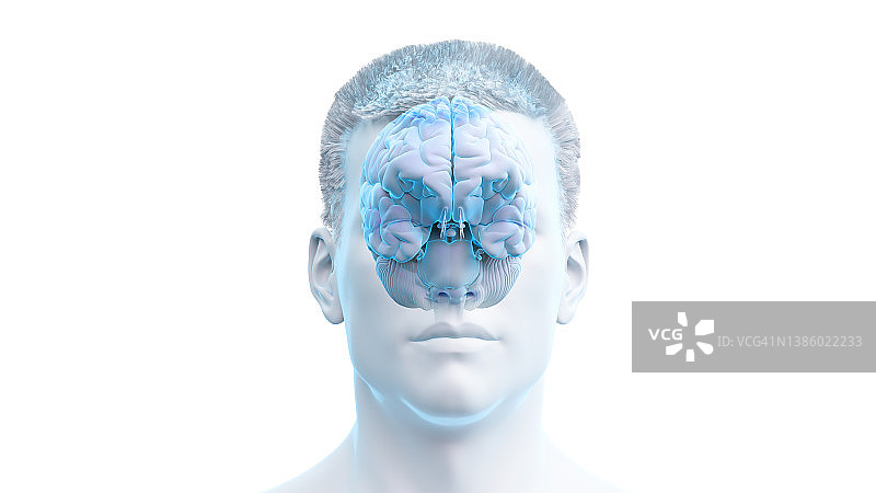 人脑示意图图片素材