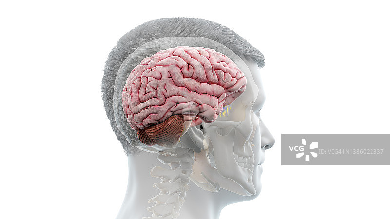 人脑示意图图片素材
